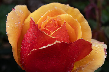 Morning dew drops after the rain on a beautiful orange rose petal in the spring garden.  