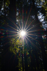 The sun creates a bright starburst of rays of lights through the giant redwood forest in Northern California.  