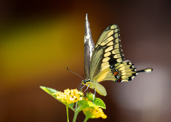 A bright yellow swallowtail butterfly with beautiful big wings in a field of yellow flowers.  