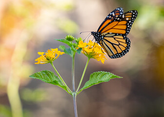 The texture and colors of a bright orange monarch butterfly in a spring garden of yellow flowers. 