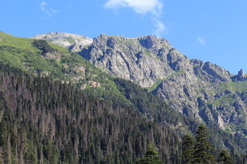 coniferous forested slopes of the caucasian mountains in dombai midsummer
