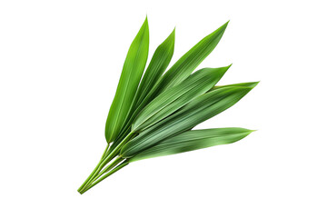 pandan leaves isolated on transparent background