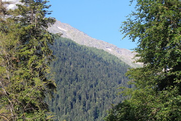 coniferous forested slopes of the caucasian mountains in dombai midsummer