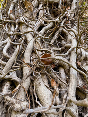 Detailed view of twisting tree roots, tangled vines and fallen autumn leaves.