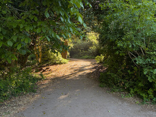 Peaceful woodland path dappled with summer sunlight, surrounded by dense green trees.