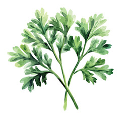 Watercolor Illustration of Fresh Parsley Sprig