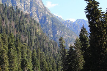coniferous forested slopes of the caucasian mountains in dombai midsummer