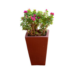 Azalea plant in pot isolated on white background