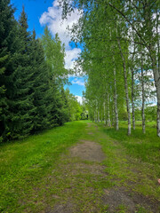 Obraz premium Sunlit Birches of Botanical Garden Where Nature Meets Science