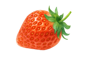 いちご 水彩 イラスト 白バック