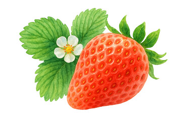 いちご 水彩 イラスト 白バック