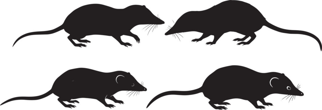 Tree Shrew icon vector illustration