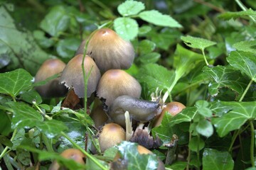 Schnecke kriecht neben Pilzen im Wald