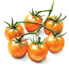 Watercolor Painting of Ripe Orange Tomatoes on Vine