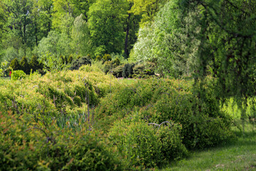 Woodland Tapestry Trees and Shrubs in Natural Forest Landscape