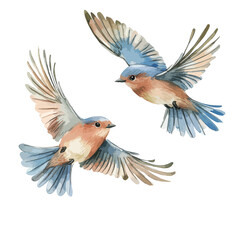Naklejka premium Watercolor Painting of Two Bluebirds in MidFlight with Wings Spread