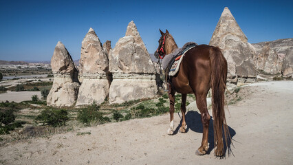 A horse among unique rock formations in the Cappadocia region in Turkey