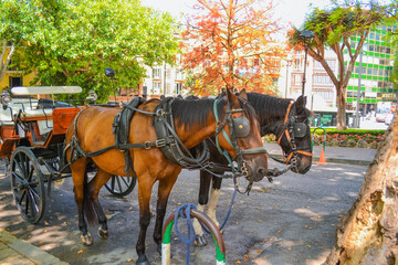 Closeup of Horse and Carriage in Historic Palma Streets