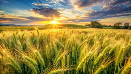 Fototapeta premium Warm sunlight casts a golden glow over a lush green barley field with tall stalks swaying gently in the breeze, wheat field, rural landscape