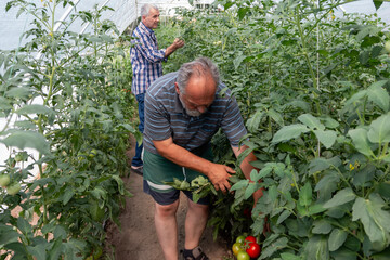 Two male farmers working in a greenhouse, picking up fresh tomatoes. Small business. Healthy...