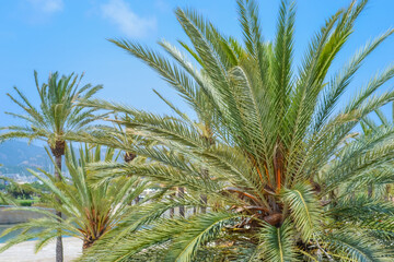 Tropical Palm Tree Crown Against Blue Sky