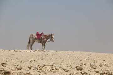 horse in the desert