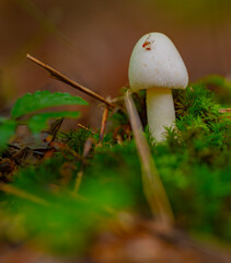 The deadly destroying angel mushroom with a tiny orange fly on its unopened cap