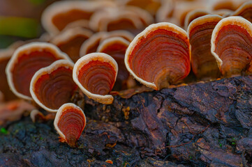 Colony of small turkey tail mushrooms of the brown variety growing on the side of rotting log