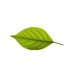 Obraz premium Single Green Leaf: Elegant leaf with a smooth surface and subtle shadows