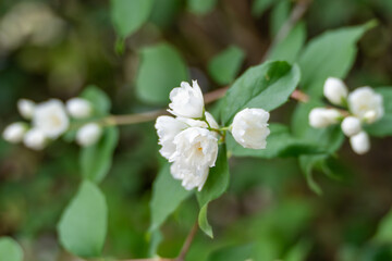A close-up of delicate white jasmine-like blossoms in full bloom. The background is soft and naturally green.