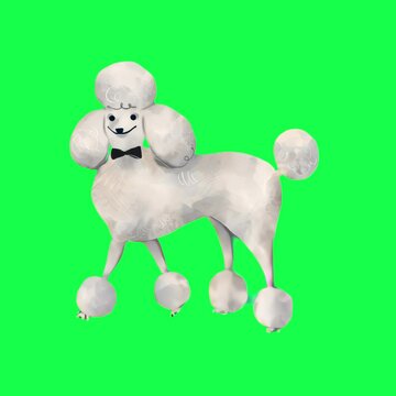 Elegant poodle cartoon illustration animation, transparent 4K video, green screen