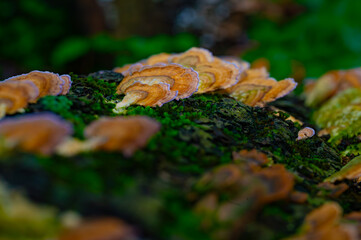 Turkey tail mushrooms sloping down the side of a rotting log with thick moss growing all around