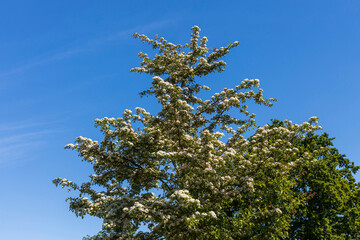 A hawthorn tree with abundant white blossoms stands against a clear blue sky.