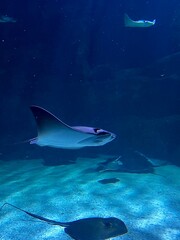 Stingray in the sea 