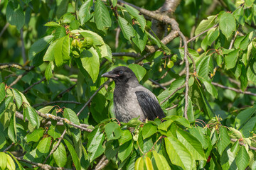 A juvenile crow sits hidden among lush green leaves of a fruit tree. The bird blends into the natural foliage.