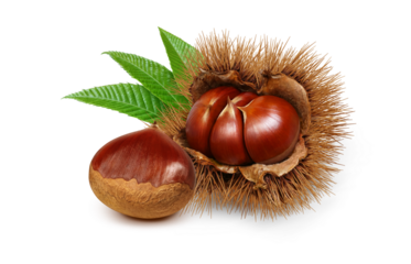 栗 イラスト リアル 和栗