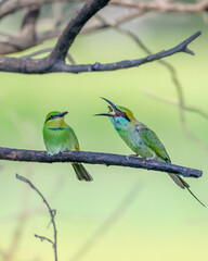 Beautiful bird