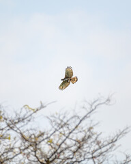 Beautiful bird