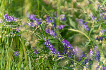A patch of vibrant purple wildflowers grows among tall grass in a summer meadow. The soft sunlight highlights their delicate petals
