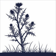 black and white ulex-gallii