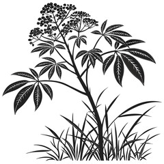 vector illustration of umbrella plant
