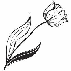 black and white tulip