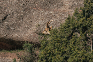 The head of a wild goat is seen among the bushes high in the mountains of Montserrat (Barcelona).