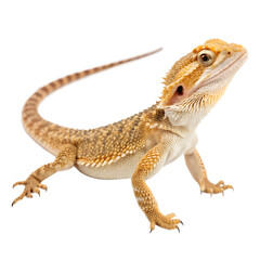 A close-up of a bearded dragon lizard with a textured, yellow-brown body and distinctive spines. The lizard is posed on a black background.