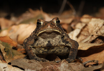 Portrait of an American Toad (Bufo americanus / Anaxyrus americanus) looking directly at the camera, and showing off the blotchy spotted pattern on its chest and belly.