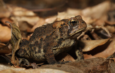 Side view of an American Toad (Bufo americanus / Anaxyrus americanus) sitting among brown, dead leaves on the forest floor in the midwestern United States. 