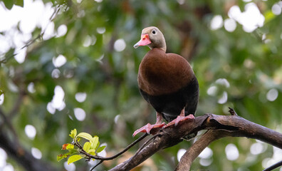 Black-bellied whistling duck