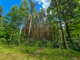 Obraz premium Emerald Bloom of Spring Forest Nature s Reawakening