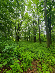 WildT aiga Ancient Grove Deep Wilderness