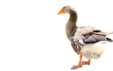 Photo of a grey goose (anser anser), isolated on white background with space for text.
